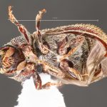 female | Image Author: TH Atkinson | Florida State Collection of Arthropods, Gainesville, Florida | Apurucana | Collection: Faculdade de Engenharia