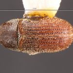 Image Author: TH Atkinson | Florida State Collection of Arthropods, Gainesville, Florida | Malalcaheullo, 14 km E | Collection: Florida State Collection of Arthropods