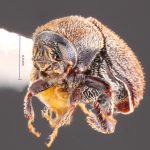 Image Author: TH Atkinson | Florida State Collection of Arthropods, Gainesville, Florida | Malalcaheullo, 14 km E | Collection: Florida State Collection of Arthropods