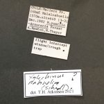 Image Author: TH Atkinson | Florida State Collection of Arthropods, Gainesville, Florida | Malalcaheullo, 14 km E | Collection: Florida State Collection of Arthropods