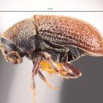Image Author: TH Atkinson | Florida State Collection of Arthropods, Gainesville, Florida | Malalcaheullo, 14 km E | Collection: Florida State Collection of Arthropods
