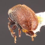 Image Author: TH Atkinson | Florida State Collection of Arthropods, Gainesville, Florida | Malalcaheullo, 14 km E | Collection: Florida State Collection of Arthropods