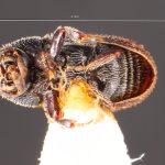 Image Author: TH Atkinson | Florida State Collection of Arthropods, Gainesville, Florida | Malalcaheullo, 14 km E | Collection: Florida State Collection of Arthropods