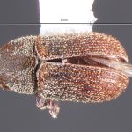 Image Author: TH Atkinson | Florida State Collection of Arthropods, Gainesville, Florida | Lago Futalaufquen | Collection: California State Collection of Arthropods
