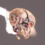 Image Author: TH Atkinson | Florida State Collection of Arthropods, Gainesville, Florida | Lago Futalaufquen | Collection: California State Collection of Arthropods