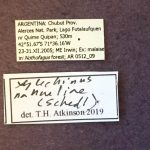 Image Author: TH Atkinson | Florida State Collection of Arthropods, Gainesville, Florida | Lago Futalaufquen | Collection: California State Collection of Arthropods