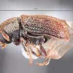 Image Author: TH Atkinson | Florida State Collection of Arthropods, Gainesville, Florida | Lago Futalaufquen | Collection: California State Collection of Arthropods