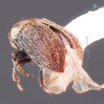 Image Author: TH Atkinson | Florida State Collection of Arthropods, Gainesville, Florida | Lago Futalaufquen | Collection: California State Collection of Arthropods
