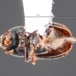 Image Author: TH Atkinson | Florida State Collection of Arthropods, Gainesville, Florida | Lago Futalaufquen | Collection: California State Collection of Arthropods