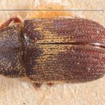 Image Author: TH Atkinson | Florida State Collection of Arthropods, Gainesville, Florida | syntypes Xylechinus nigrosetosus Hagedorn | syntype | Neuquén Mtns. | Collection: Museo Argentino de Ciencias Naturales