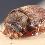 Image Author: TH Atkinson | Florida State Collection of Arthropods, Gainesville, Florida | syntypes Xylechinus nigrosetosus Hagedorn | syntype | Neuquén Mtns. | Collection: Museo Argentino de Ciencias Naturales