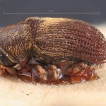 Image Author: TH Atkinson | Florida State Collection of Arthropods, Gainesville, Florida | syntypes Xylechinus nigrosetosus Hagedorn | syntype | Neuquén Mtns. | Collection: Museo Argentino de Ciencias Naturales