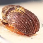 Image Author: TH Atkinson | Florida State Collection of Arthropods, Gainesville, Florida | syntypes Xylechinus nigrosetosus Hagedorn | syntype | Neuquén Mtns. | Collection: Museo Argentino de Ciencias Naturales