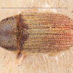 Image Author: TH Atkinson | Florida State Collection of Arthropods, Gainesville, Florida | syntypes Xylechinus nigrosetosus Hagedorn | syntype | Neuquén Mtns. | Collection: Museo Argentino de Ciencias Naturales