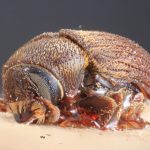 Image Author: TH Atkinson | Florida State Collection of Arthropods, Gainesville, Florida | syntypes Xylechinus nigrosetosus Hagedorn | syntype | Neuquén Mtns. | Collection: Museo Argentino de Ciencias Naturales