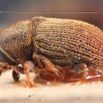Image Author: TH Atkinson | Florida State Collection of Arthropods, Gainesville, Florida | syntypes Xylechinus nigrosetosus Hagedorn | syntype | Neuquén Mtns. | Collection: Museo Argentino de Ciencias Naturales