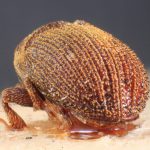 Image Author: TH Atkinson | Florida State Collection of Arthropods, Gainesville, Florida | syntypes Xylechinus nigrosetosus Hagedorn | syntype | Neuquén Mtns. | Collection: Museo Argentino de Ciencias Naturales