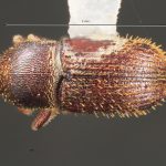 female | Image Author: TH Atkinson | Florida State Collection of Arthropods, Gainesville, Florida | Metzabok | Collection: Florida State Collection of Arthropods