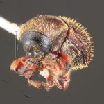female | Image Author: TH Atkinson | Florida State Collection of Arthropods, Gainesville, Florida | Metzabok | Collection: Florida State Collection of Arthropods