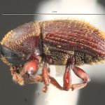 female | Image Author: TH Atkinson | Florida State Collection of Arthropods, Gainesville, Florida | Metzabok | Collection: Florida State Collection of Arthropods