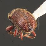 female | Image Author: TH Atkinson | Florida State Collection of Arthropods, Gainesville, Florida | Metzabok | Collection: Florida State Collection of Arthropods