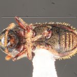 female | Image Author: TH Atkinson | Florida State Collection of Arthropods, Gainesville, Florida | Metzabok | Collection: Florida State Collection of Arthropods