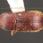 male | Image Author: TH Atkinson | Florida State Collection of Arthropods, Gainesville, Florida | 500 m antes Metzabok | Collection: Florida State Collection of Arthropods