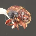 male | Image Author: TH Atkinson | Florida State Collection of Arthropods, Gainesville, Florida | 500 m antes Metzabok | Collection: Florida State Collection of Arthropods