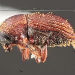 male | Image Author: TH Atkinson | Florida State Collection of Arthropods, Gainesville, Florida | 500 m antes Metzabok | Collection: Florida State Collection of Arthropods