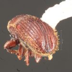 male | Image Author: TH Atkinson | Florida State Collection of Arthropods, Gainesville, Florida | 500 m antes Metzabok | Collection: Florida State Collection of Arthropods