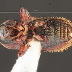 male | Image Author: TH Atkinson | Florida State Collection of Arthropods, Gainesville, Florida | 500 m antes Metzabok | Collection: Florida State Collection of Arthropods