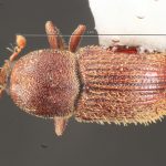 female | Image Author: TH Atkinson | Florida State Collection of Arthropods, Gainesville, Florida | Sta. Ma. Chimalapa | Collection: Florida State Collection of Arthropods