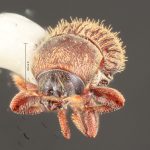 female | Image Author: TH Atkinson | Florida State Collection of Arthropods, Gainesville, Florida | Sta. Ma. Chimalapa | Collection: Florida State Collection of Arthropods