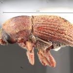 female | Image Author: TH Atkinson | Florida State Collection of Arthropods, Gainesville, Florida | Sta. Ma. Chimalapa | Collection: Florida State Collection of Arthropods