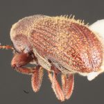 female | Image Author: TH Atkinson | Florida State Collection of Arthropods, Gainesville, Florida | Sta. Ma. Chimalapa | Collection: Florida State Collection of Arthropods