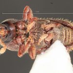 female | Image Author: TH Atkinson | Florida State Collection of Arthropods, Gainesville, Florida | Sta. Ma. Chimalapa | Collection: Florida State Collection of Arthropods
