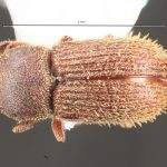 male | Image Author: TH Atkinson | Florida State Collection of Arthropods, Gainesville, Florida | Sta. Ma. Chimalapa | Collection: Florida State Collection of Arthropods