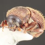 male | Image Author: TH Atkinson | Florida State Collection of Arthropods, Gainesville, Florida | Sta. Ma. Chimalapa | Collection: Florida State Collection of Arthropods