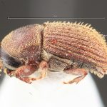 male | Image Author: TH Atkinson | Florida State Collection of Arthropods, Gainesville, Florida | Sta. Ma. Chimalapa | Collection: Florida State Collection of Arthropods