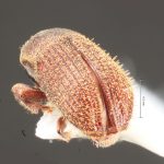 male | Image Author: TH Atkinson | Florida State Collection of Arthropods, Gainesville, Florida | Sta. Ma. Chimalapa | Collection: Florida State Collection of Arthropods
