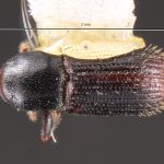 female | Image Author: TH Atkinson | Florida State Collection of Arthropods, Gainesville, Florida | San Andrés | Collection: Centro de Entomología y Acarología