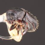 female | Image Author: TH Atkinson | Florida State Collection of Arthropods, Gainesville, Florida | San Andrés | Collection: Centro de Entomología y Acarología