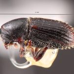 female | Image Author: TH Atkinson | Florida State Collection of Arthropods, Gainesville, Florida | San Andrés | Collection: Centro de Entomología y Acarología