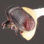 female | Image Author: TH Atkinson | Florida State Collection of Arthropods, Gainesville, Florida | San Andrés | Collection: Centro de Entomología y Acarología