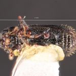 female | Image Author: TH Atkinson | Florida State Collection of Arthropods, Gainesville, Florida | San Andrés | Collection: Centro de Entomología y Acarología