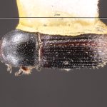 male | Image Author: TH Atkinson | Florida State Collection of Arthropods, Gainesville, Florida | San Andrés | Collection: Centro de Entomología y Acarología