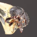 male | Image Author: TH Atkinson | Florida State Collection of Arthropods, Gainesville, Florida | San Andrés | Collection: Centro de Entomología y Acarología