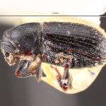 male | Image Author: TH Atkinson | Florida State Collection of Arthropods, Gainesville, Florida | San Andrés | Collection: Centro de Entomología y Acarología