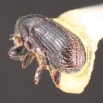 male | Image Author: TH Atkinson | Florida State Collection of Arthropods, Gainesville, Florida | San Andrés | Collection: Centro de Entomología y Acarología