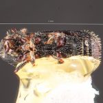 male | Image Author: TH Atkinson | Florida State Collection of Arthropods, Gainesville, Florida | San Andrés | Collection: Centro de Entomología y Acarología